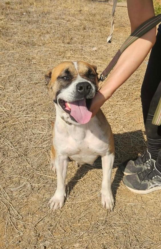 Sadie, ADOPTABLE, Young Female Boxer.