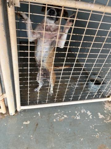 Enlarge Sadie, a ADOPTABLE mixed breed in Paramus, NJ image 6/6