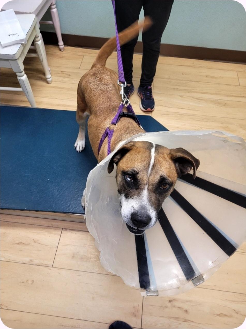 Enlarge Sadie, a ADOPTABLE mixed breed in Paramus, NJ image 6/6