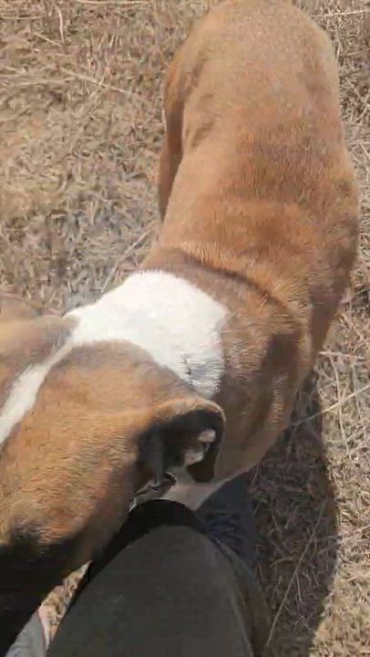 Enlarge Sadie, a ADOPTABLE mixed breed in Paramus, NJ video 5/6