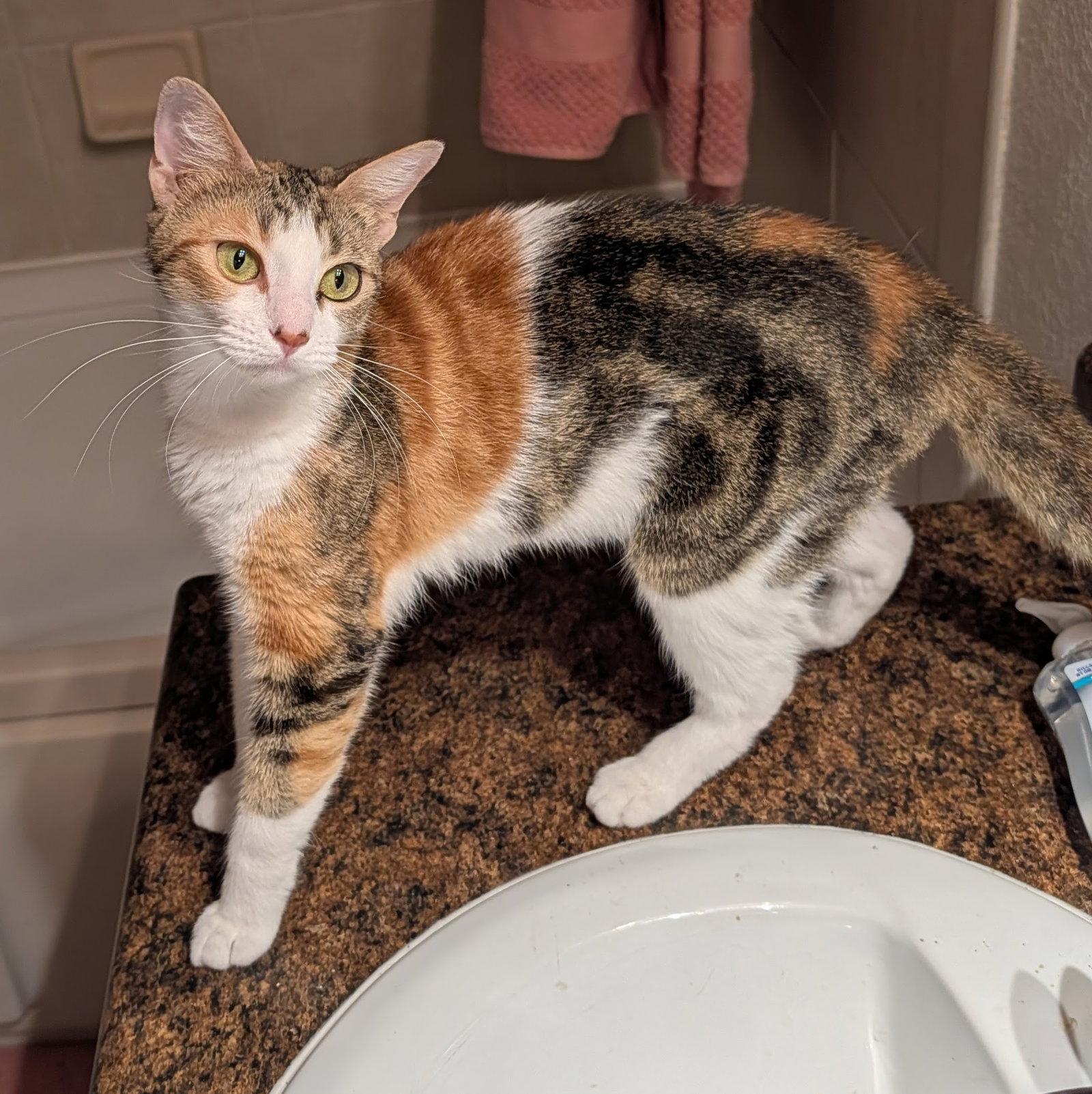 Jennifer 11.15.25 (From our Home to yours), a Adoptable mixed breed in Apopka, FL image 1/2