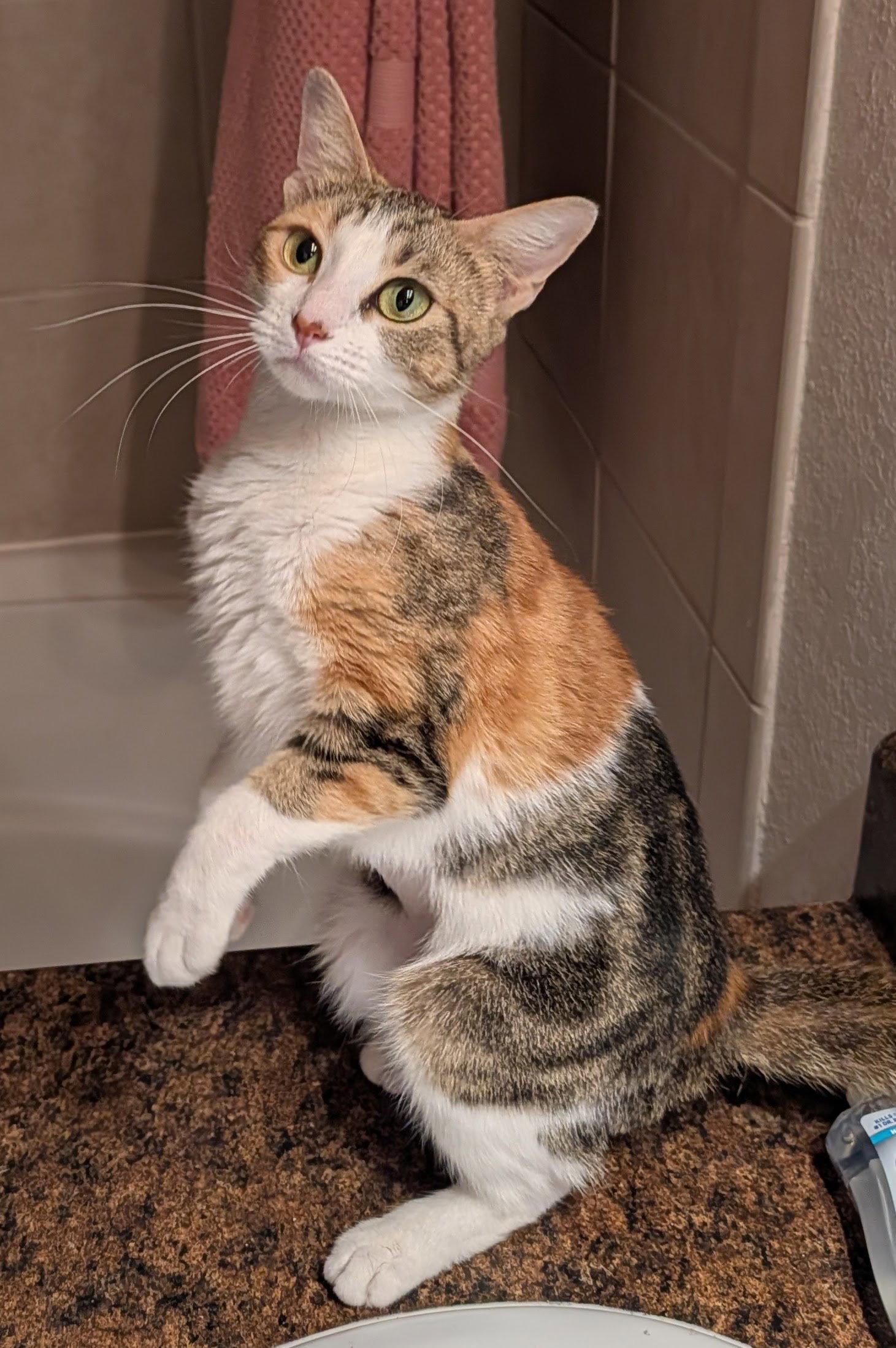 Jennifer 11.15.25 (From our Home to yours), a Adoptable mixed breed in Apopka, FL image 2/2