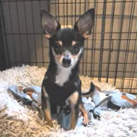 Blackjack, Adoptable, Adult Male Chihuahua.