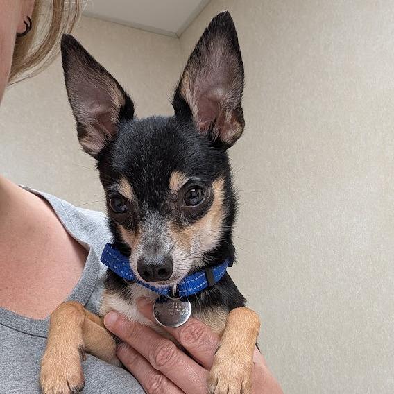 Blackjack, a Adoptable Chihuahua in Romeoville, IL image 2/2