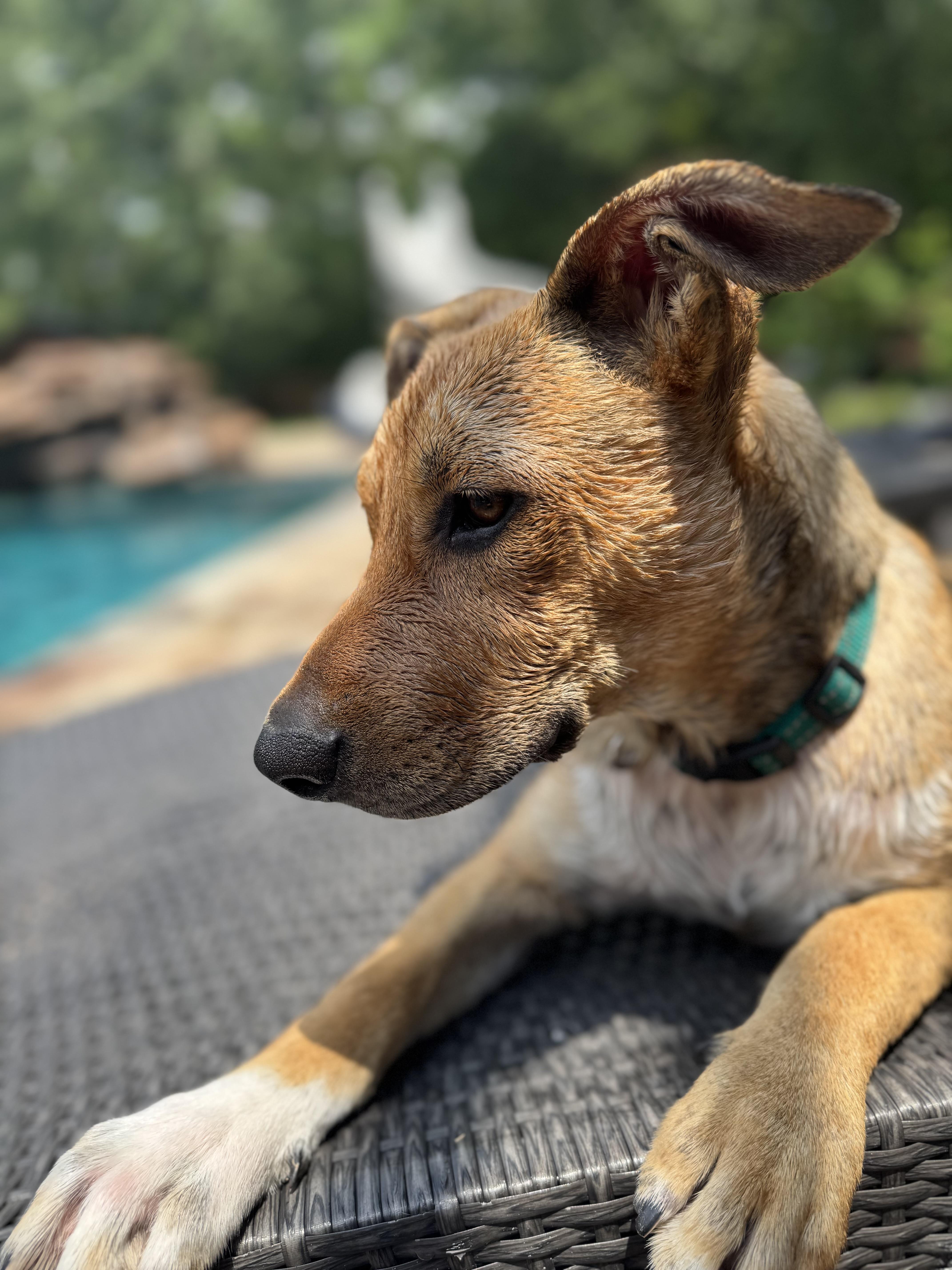 Ryder, a Adoptable mixed breed in Cypress, TX image 2/6