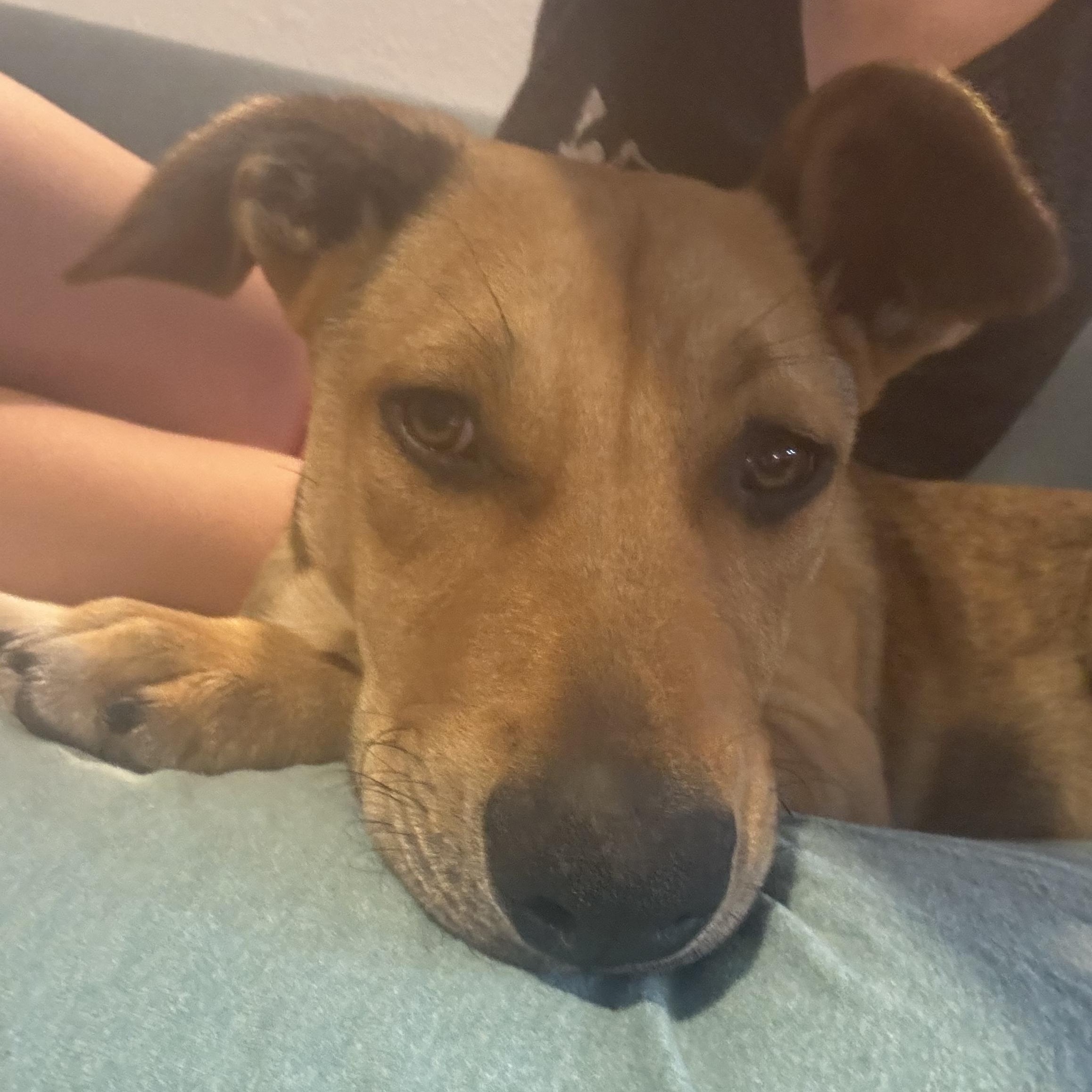 Ryder, a Adoptable mixed breed in Cypress, TX image 4/6