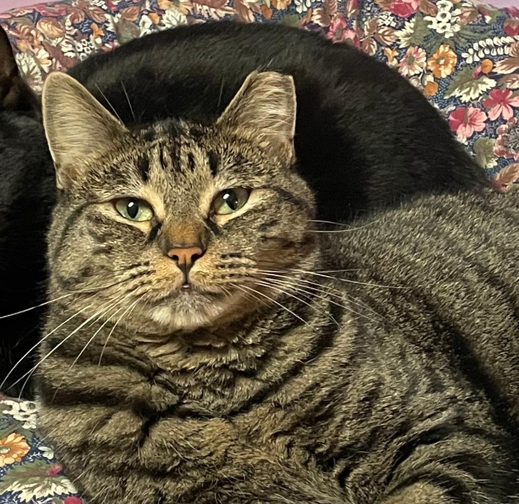 Ivy, Adoptable, Adult Female Domestic Short Hair.