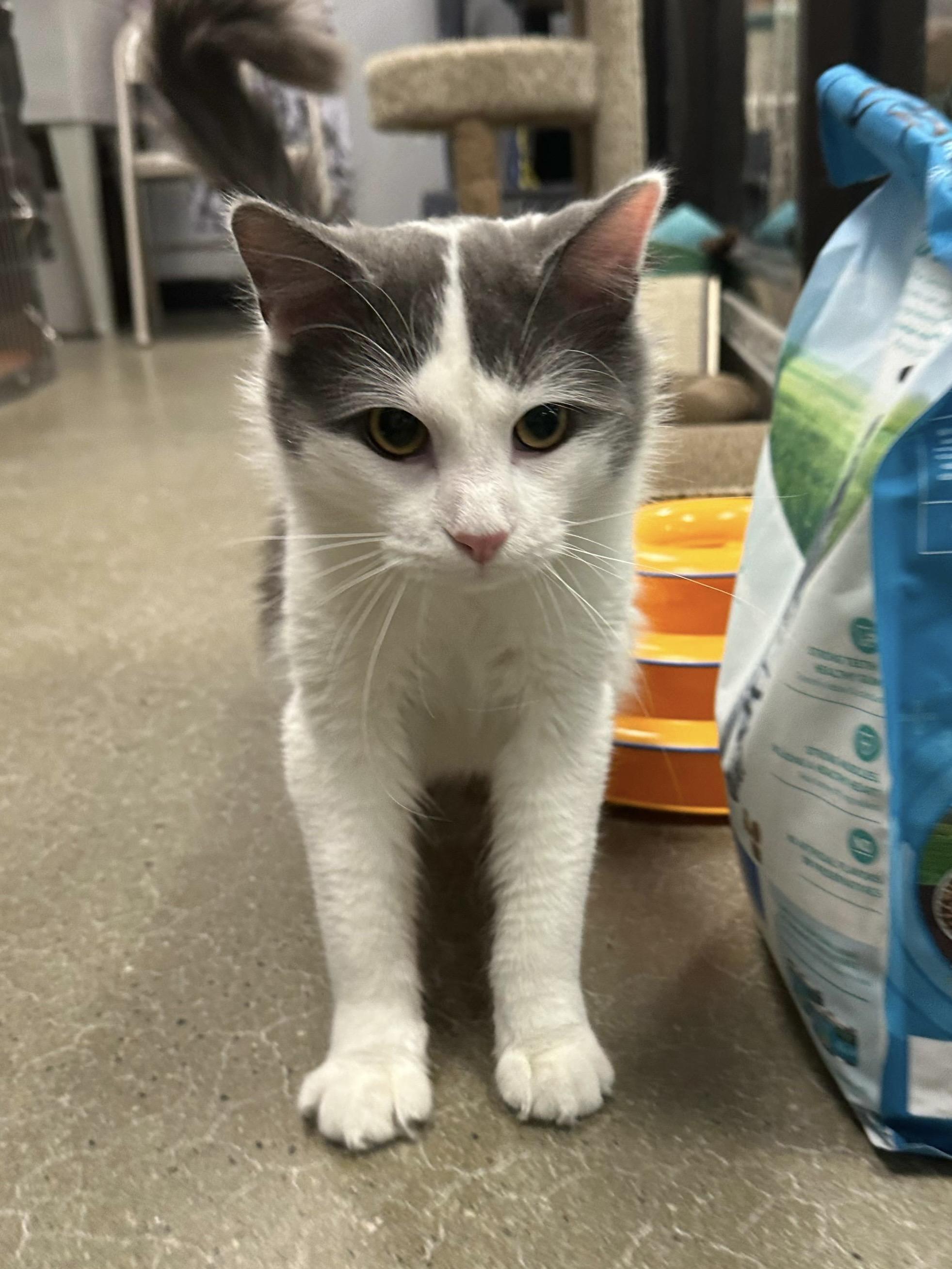 Boreas , ADOPTABLE, Young Male Domestic Short Hair.