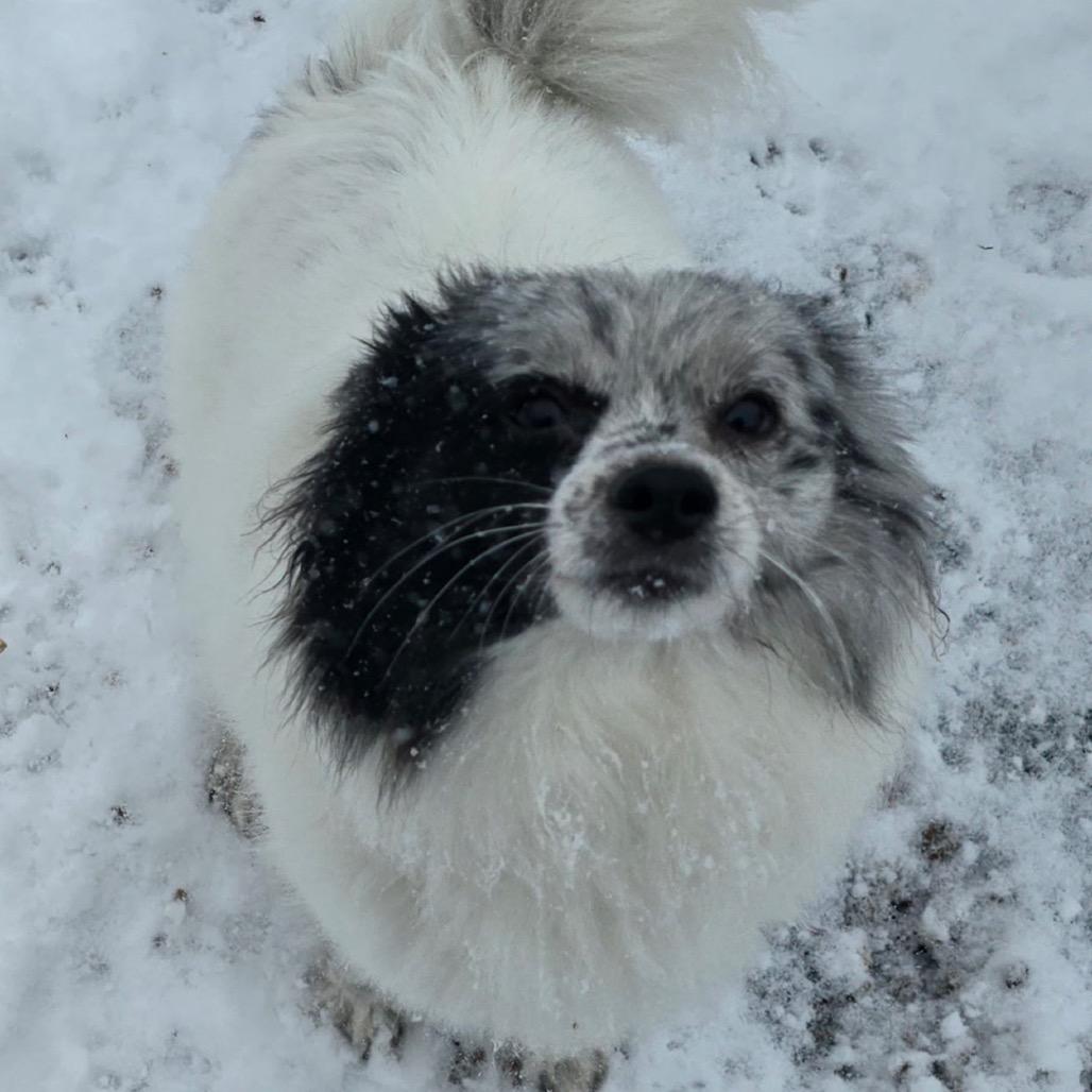 Enlarge Sylvia (Bonded with Mia), a Adoptable Pomeranian in Hudson, IL image 1/3