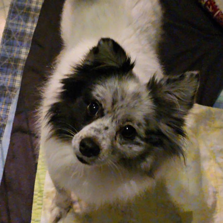 Enlarge Sylvia (Bonded with Mia), a Adoptable Pomeranian in Hudson, IL image 2/3