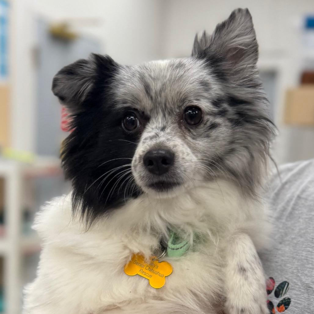 Enlarge Sylvia (Bonded with Mia), a Adoptable Pomeranian in Hudson, IL image 3/3