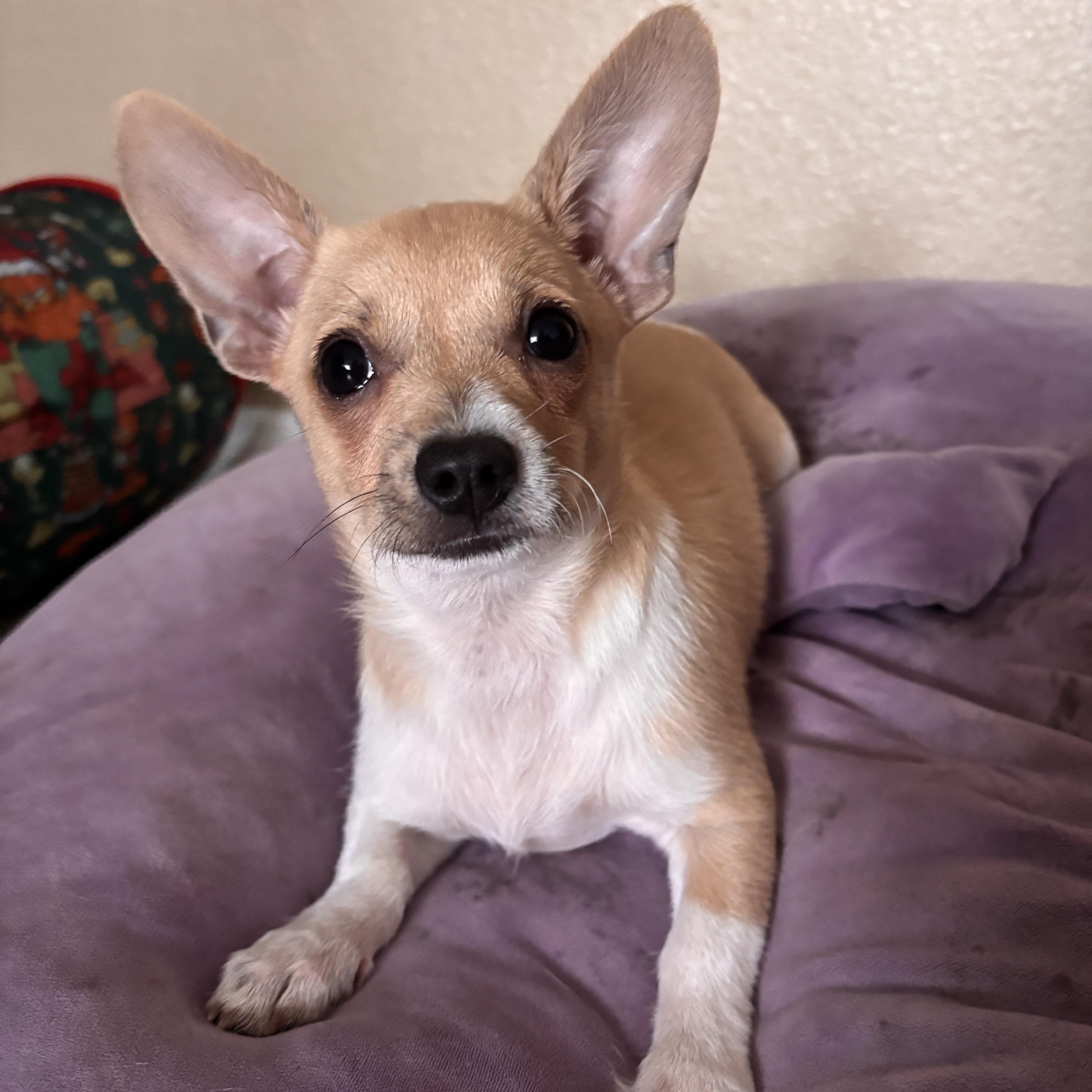 Rachel , an adopted mixed breed in El Cajon, CA image 3/3