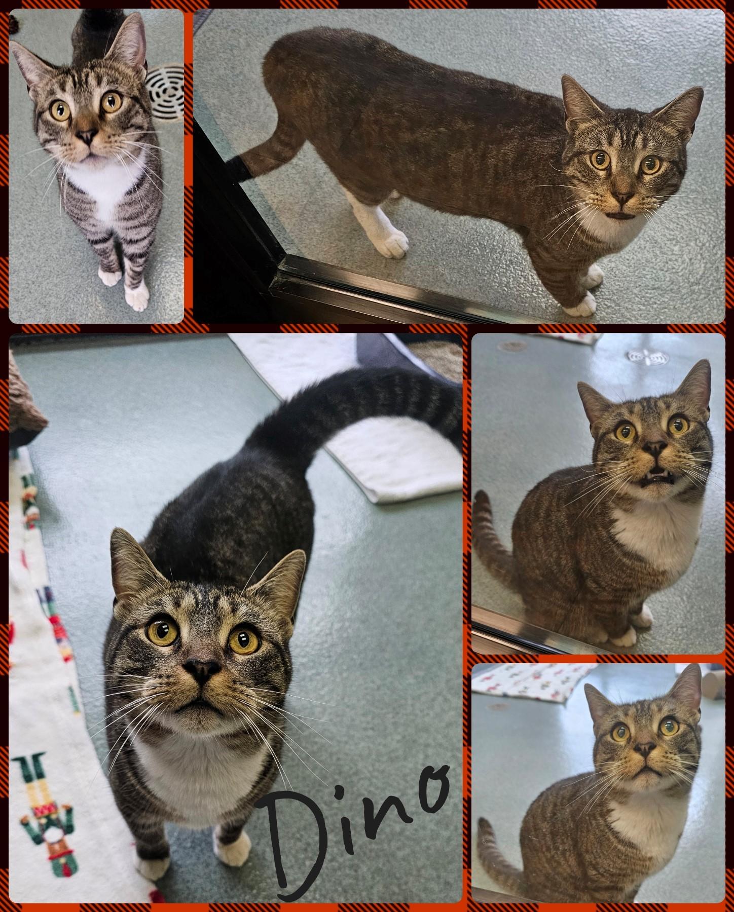 Dino, ADOPTABLE, Adult Male Domestic Short Hair.