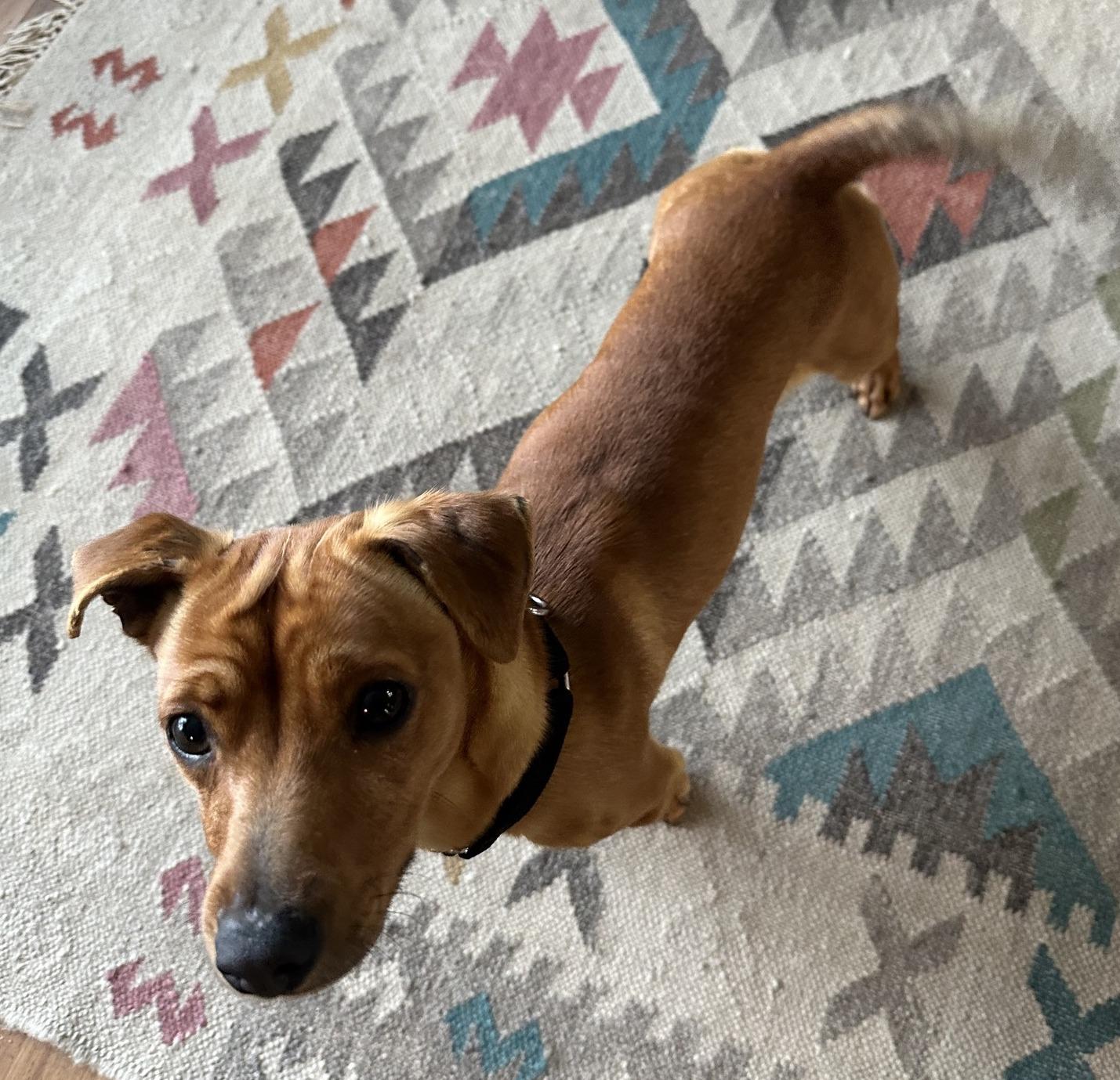 Enlarge Little Richard, a ADOPTABLE mixed breed in Portland, OR image 2/4