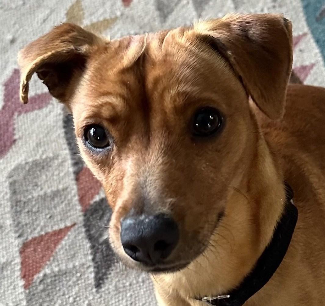 Little Richard, ADOPTABLE, Young Male Chihuahua & Dachshund.