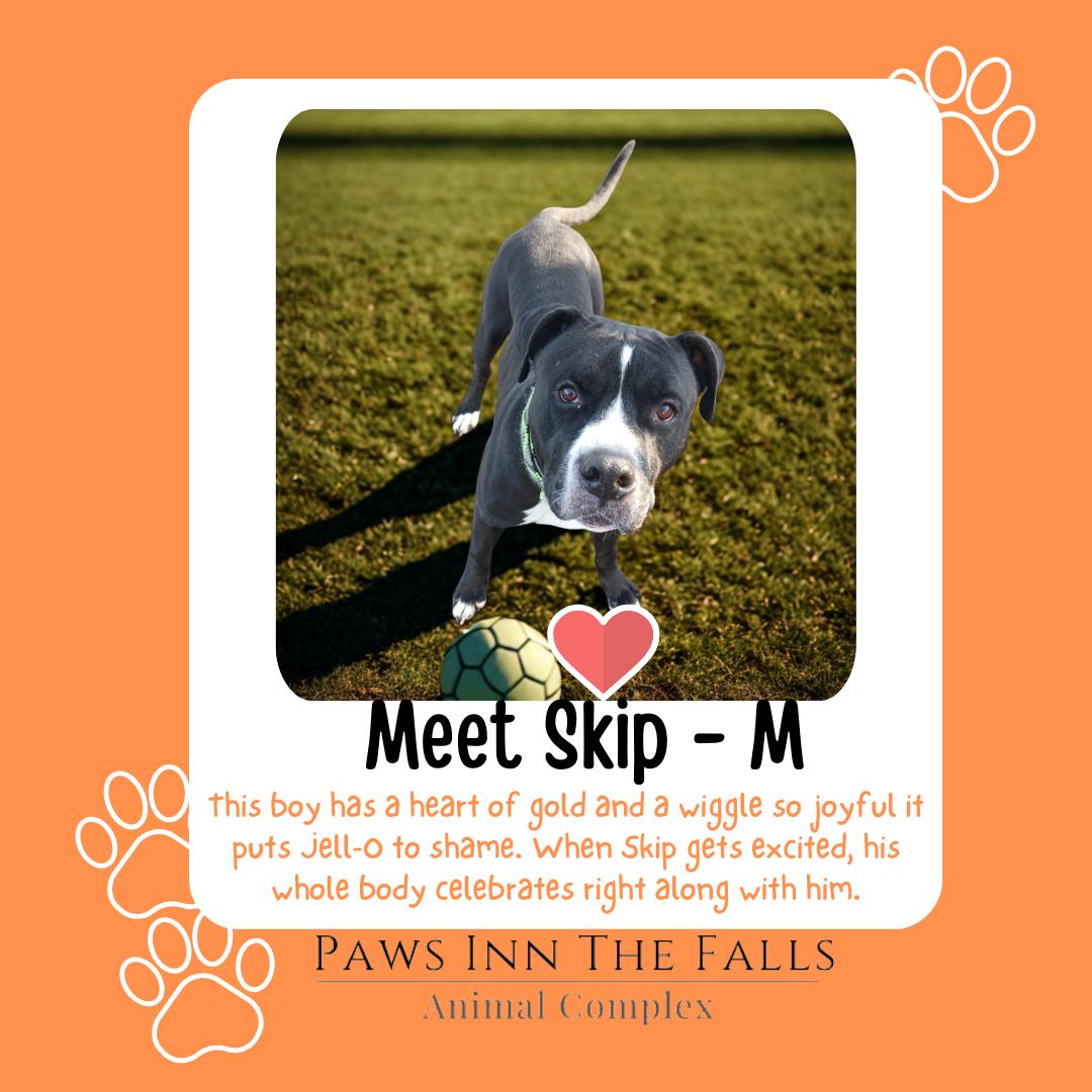 Skip, ADOPTABLE, Young Male Pit Bull Terrier & Boxer.