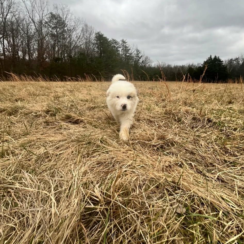 Enlarge Clarence, a Adoptable mixed breed in Lancaster, KY image 2/2