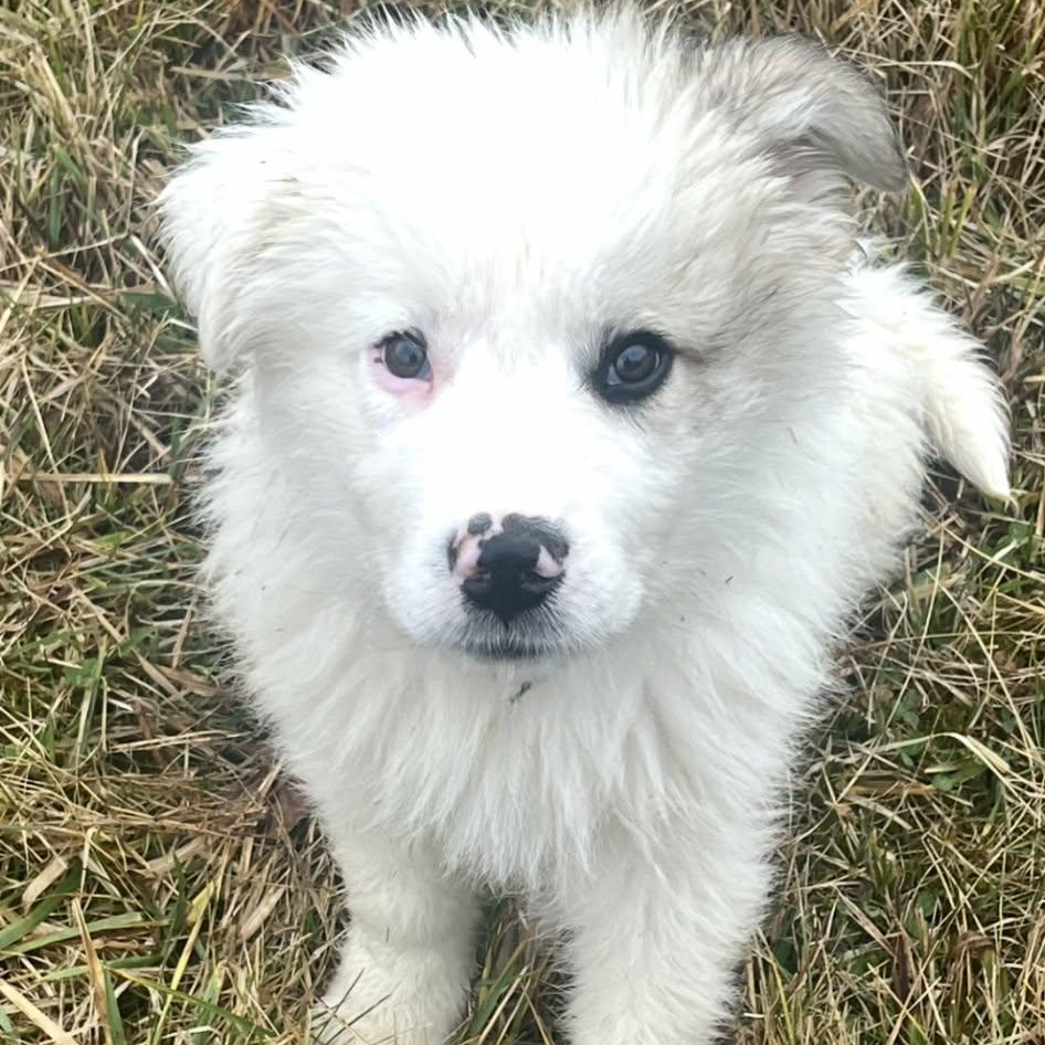 Clarence, Adoptable, Puppy Male Great Pyrenees & Labrador Retriever.