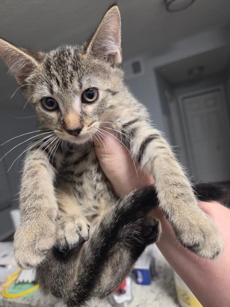 Rhode, Adoptable, Kitten Male Domestic Short Hair.