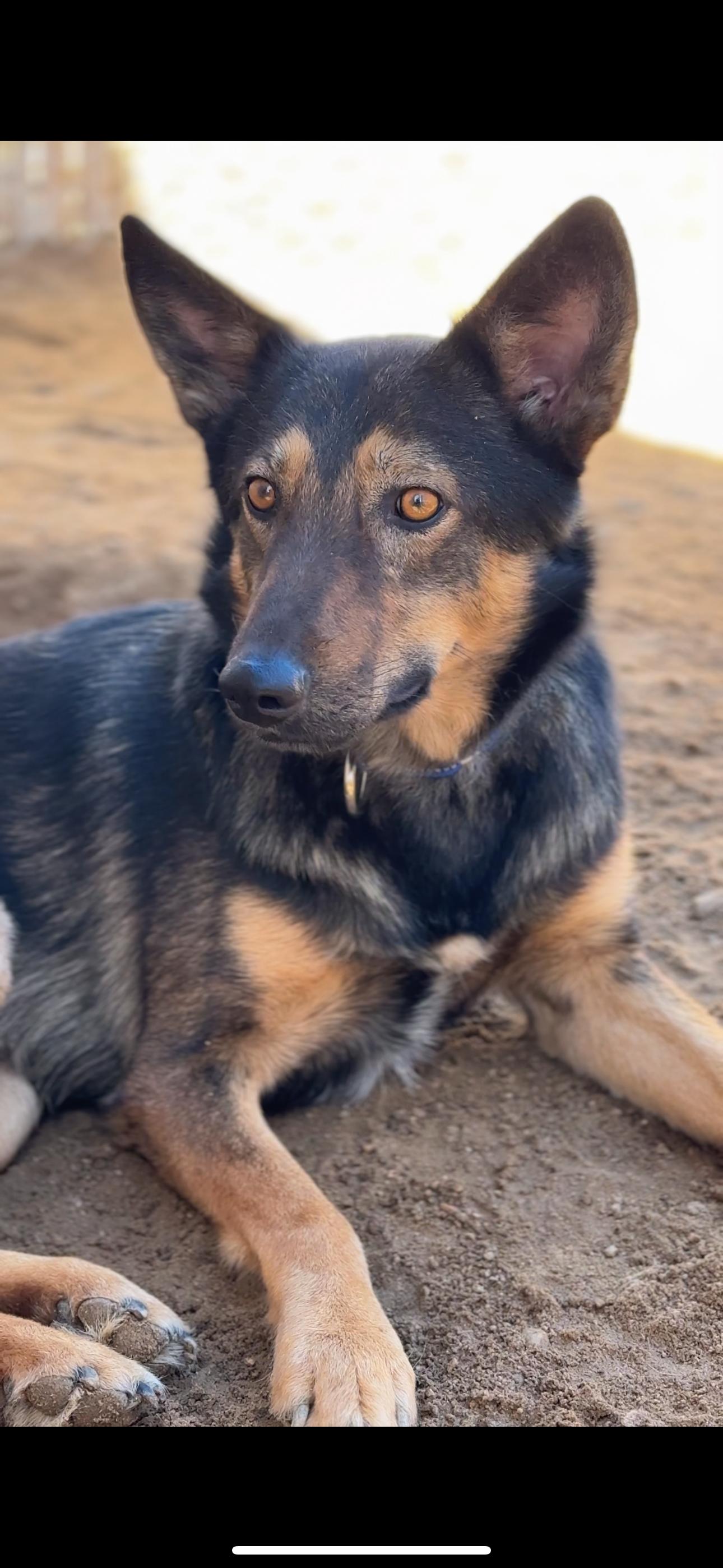 Leo, Adoptable, Adult Male German Shepherd Dog.