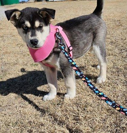 Enlarge Sergeant Moody-McSnuggle, a Adoptable mixed breed in McCook, NE image 1/1