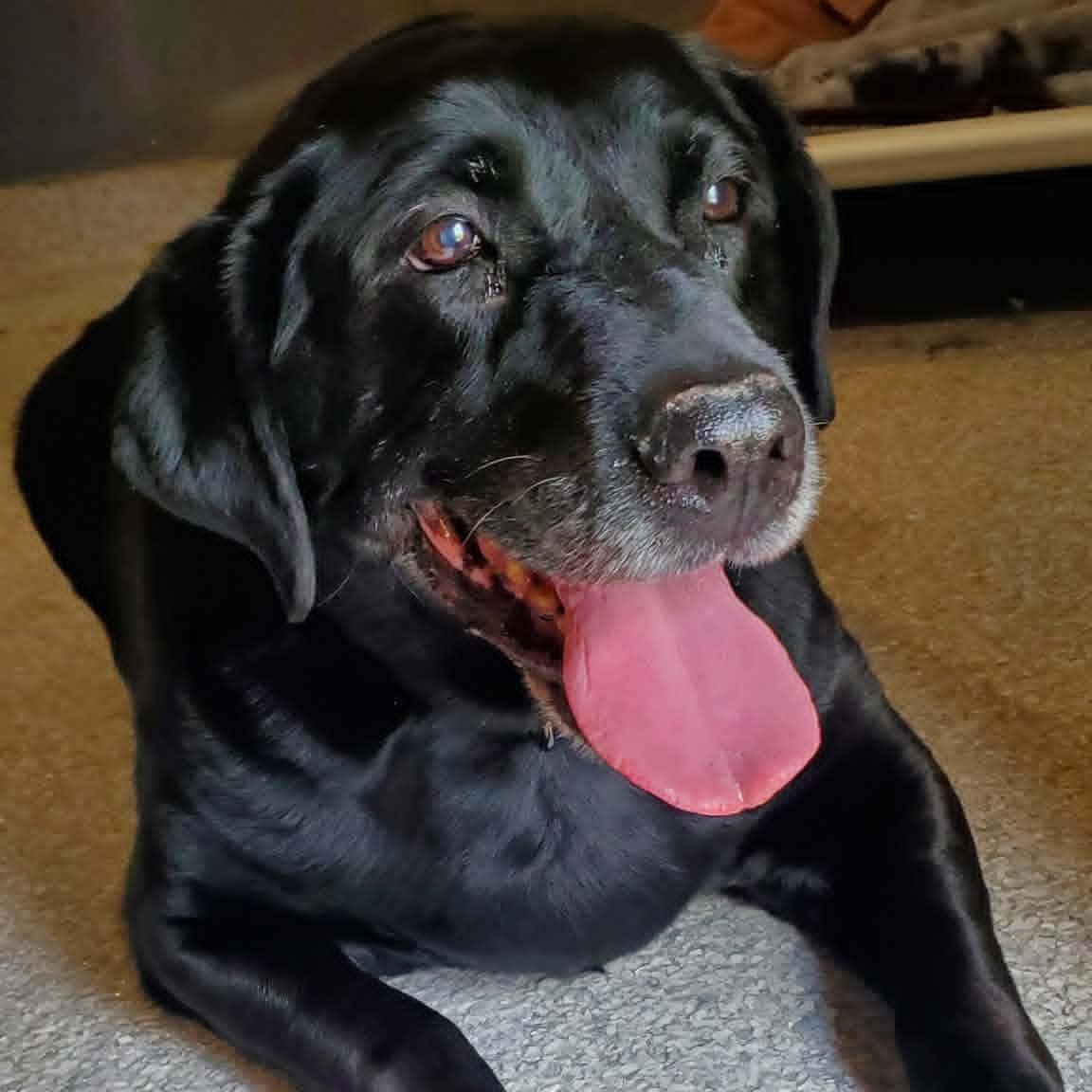 Enlarge Avery, an adopted Labrador Retriever in Hutchinson, MN image 1/4