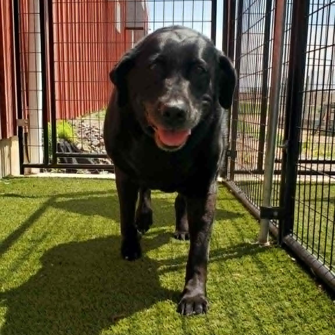 Enlarge Avery, an adopted Labrador Retriever in Hutchinson, MN image 2/4
