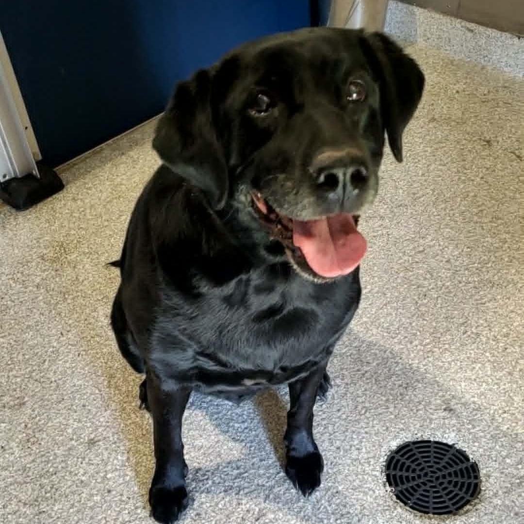 Enlarge Avery, an adopted Labrador Retriever in Hutchinson, MN image 3/4
