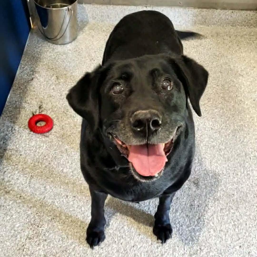 Enlarge Avery, an adopted Labrador Retriever in Hutchinson, MN image 4/4