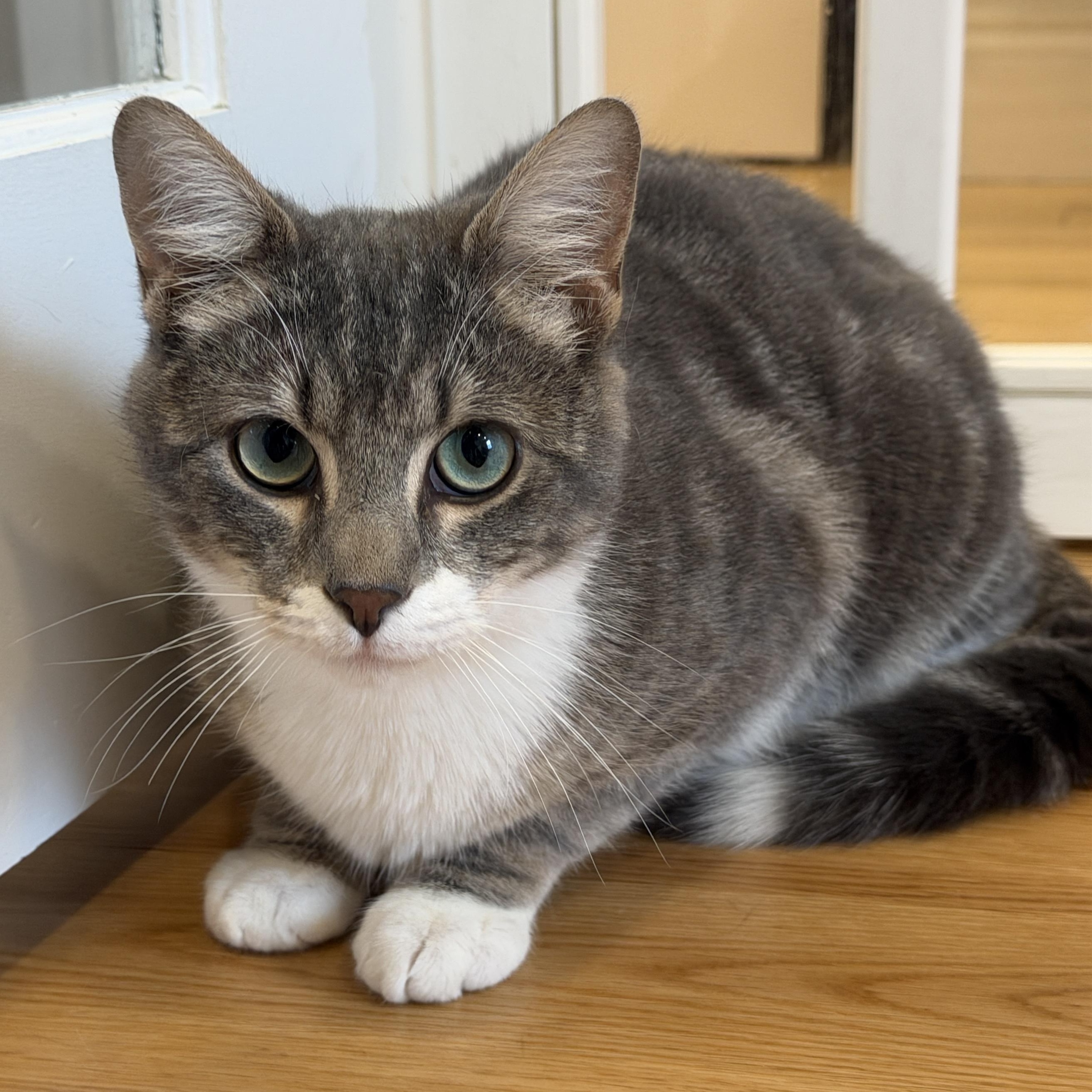 Eli, ADOPTABLE, Young Male American Shorthair.