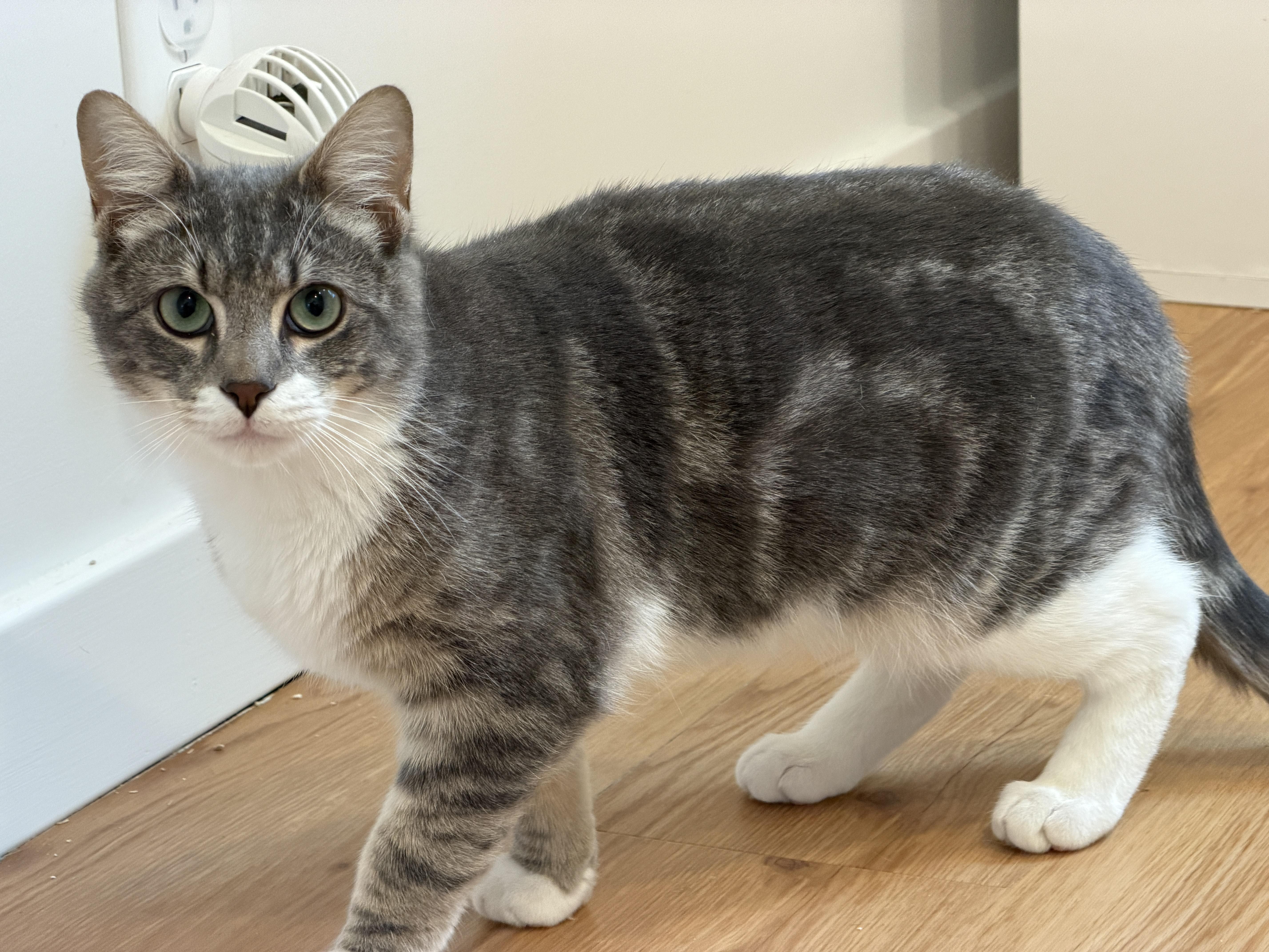 Enlarge Eli, a ADOPTABLE American Shorthair in Hull, MA image 2/6