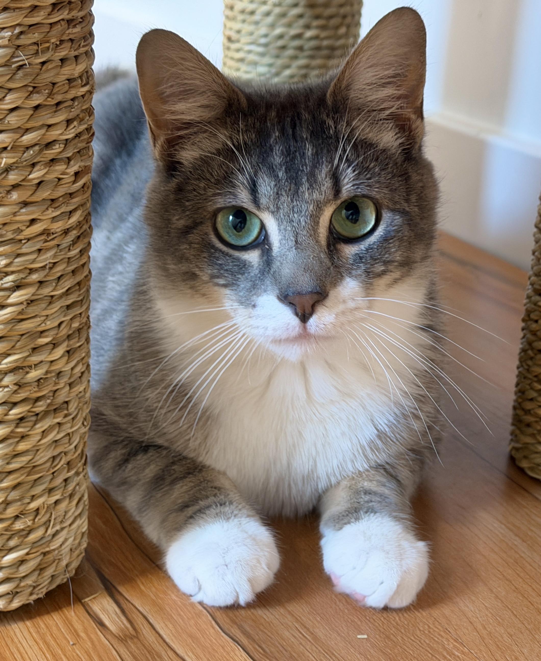 Enlarge Eli, a ADOPTABLE American Shorthair in Hull, MA image 5/6