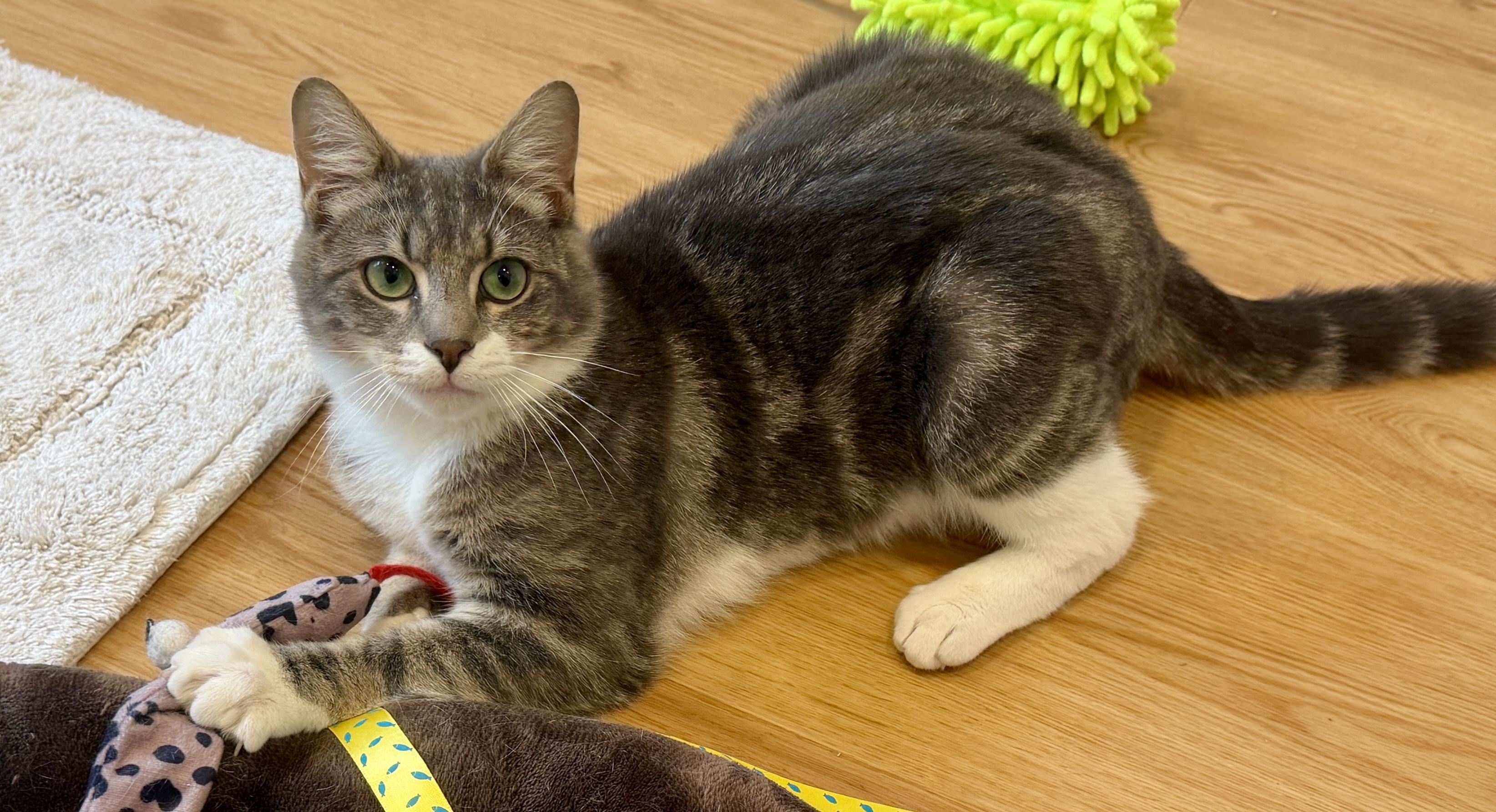 Enlarge Eli, a ADOPTABLE American Shorthair in Hull, MA image 4/6