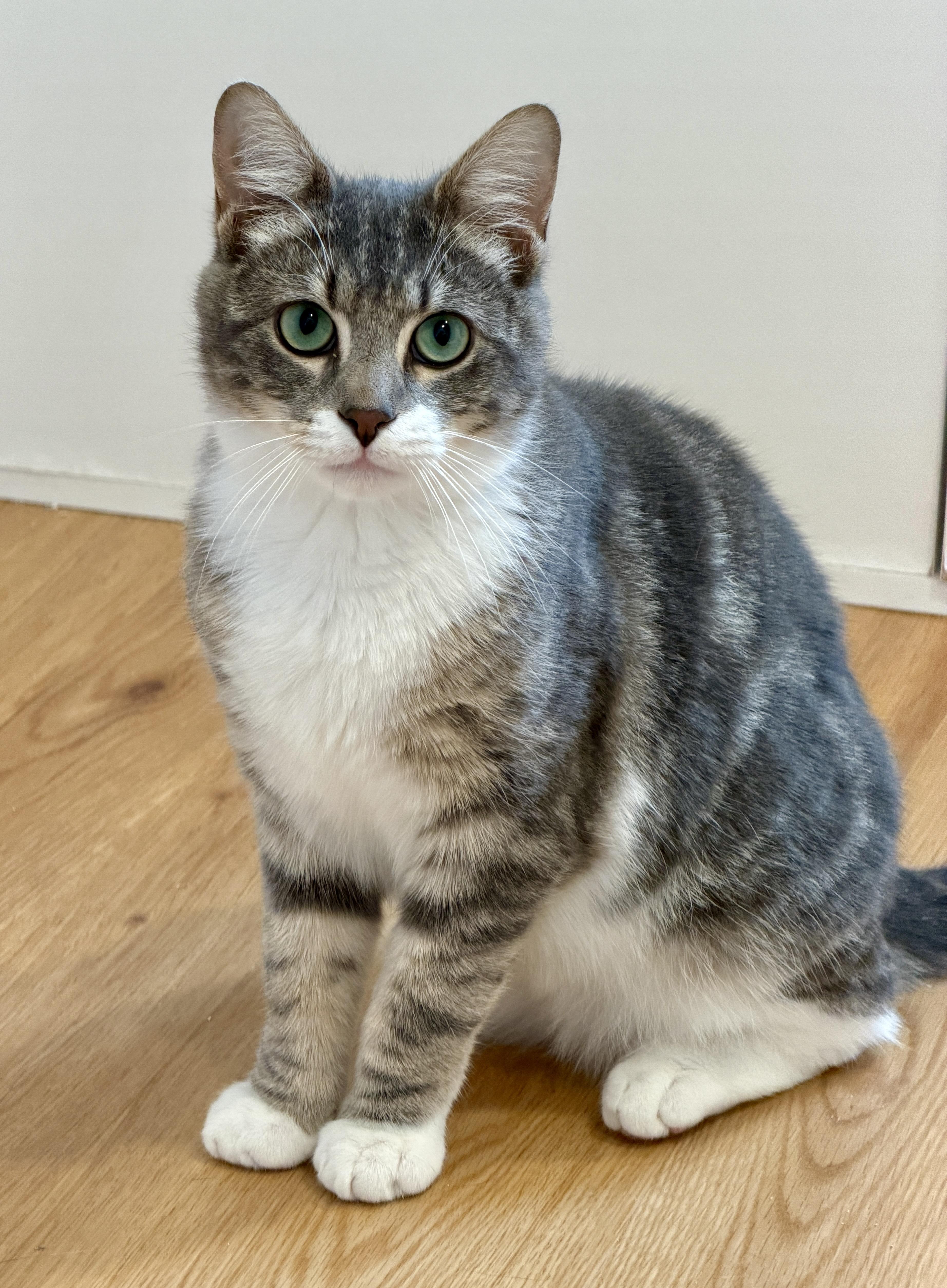 Enlarge Eli, a ADOPTABLE American Shorthair in Hull, MA image 3/6