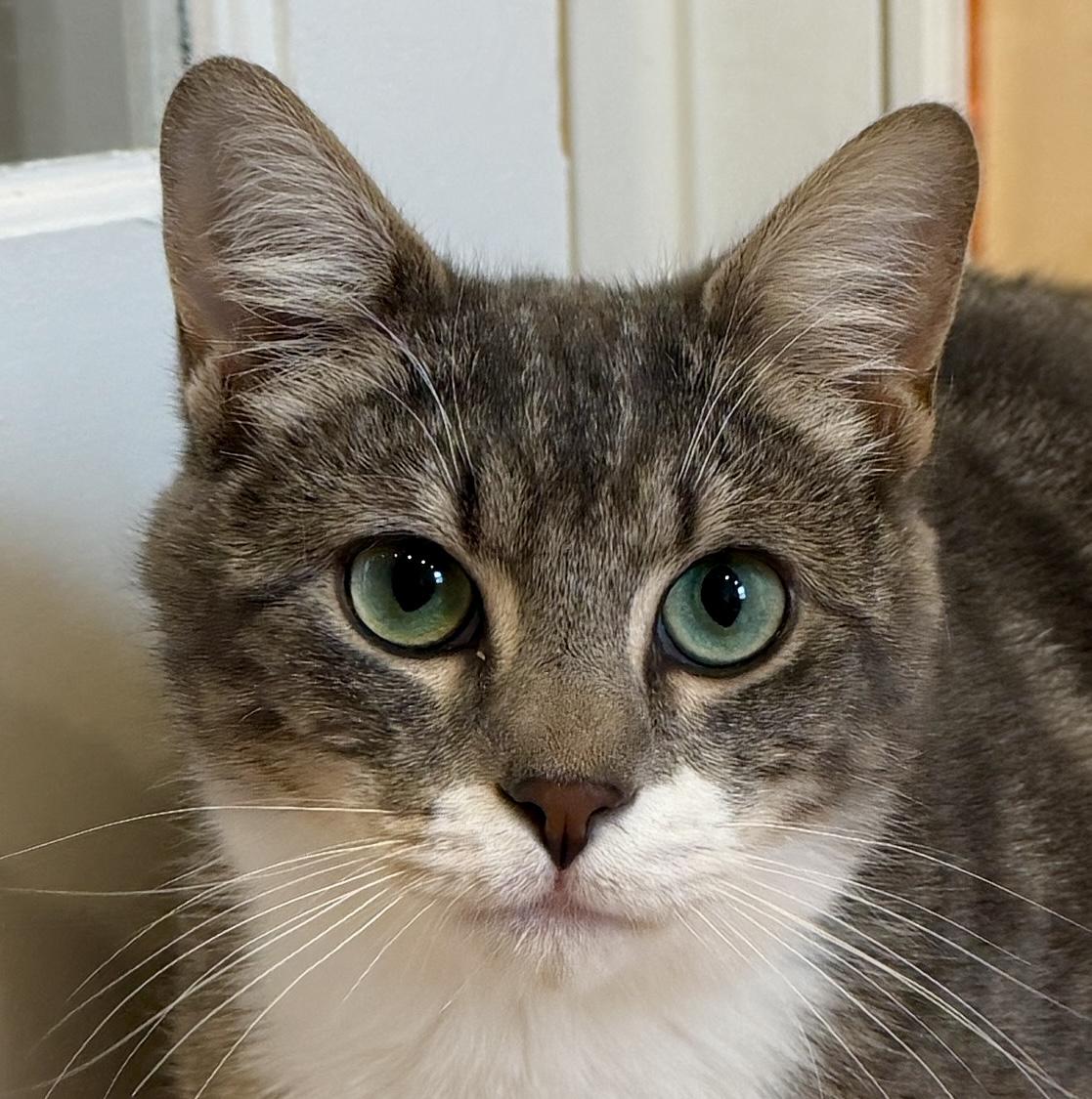 Enlarge Eli, a ADOPTABLE American Shorthair in Hull, MA image 6/6