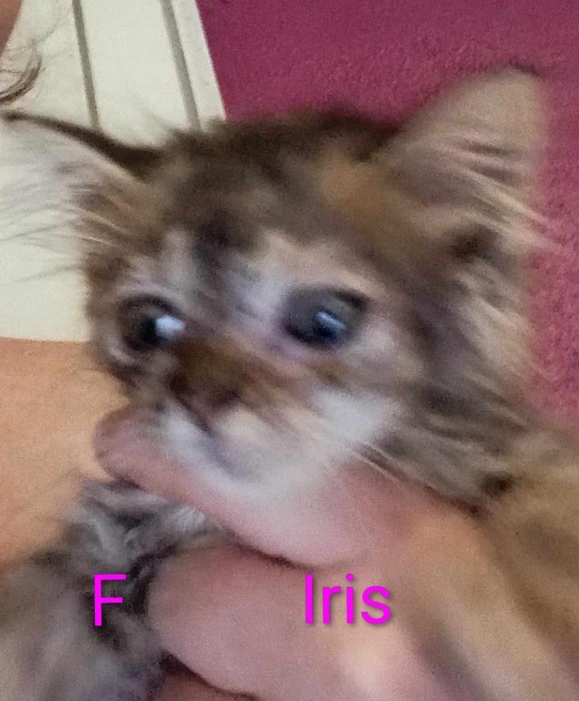 Iris, Adoptable, Kitten Female Domestic Medium Hair.