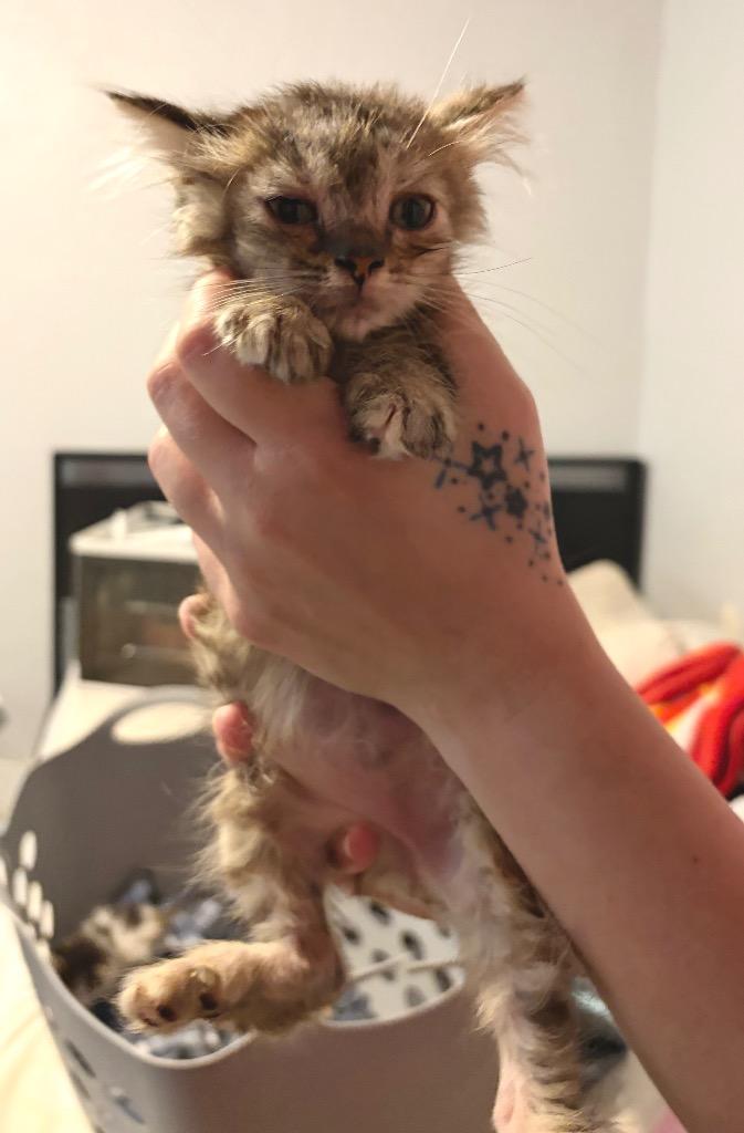 Enlarge Iris, a Adoptable mixed breed in Ada, OK image 2/2