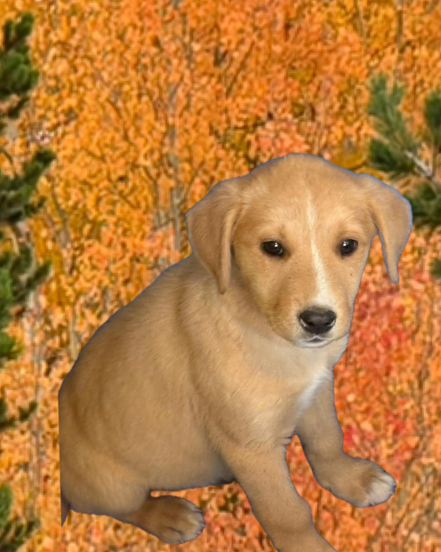 Aspen, an adoptable Labrador Retriever in Cheyenne, WY, 82009 | Photo Image 1