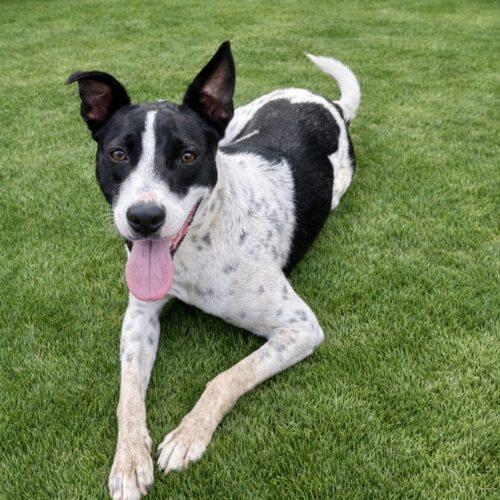 Ladybug, Adoptable, Young Female Cattle Dog.