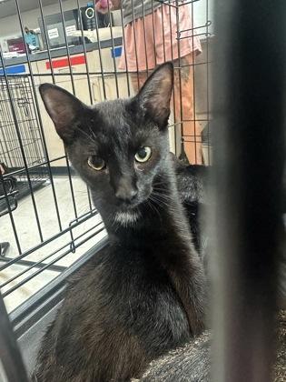 Nightshade, Adoptable, Young Female Domestic Short Hair & Domestic Short Hair.
