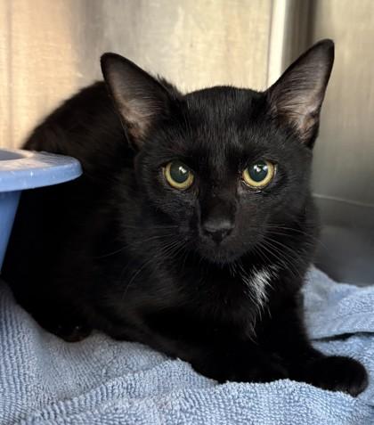 Enlarge Nightshade, a Adoptable mixed breed in Savannah, GA image 2/2