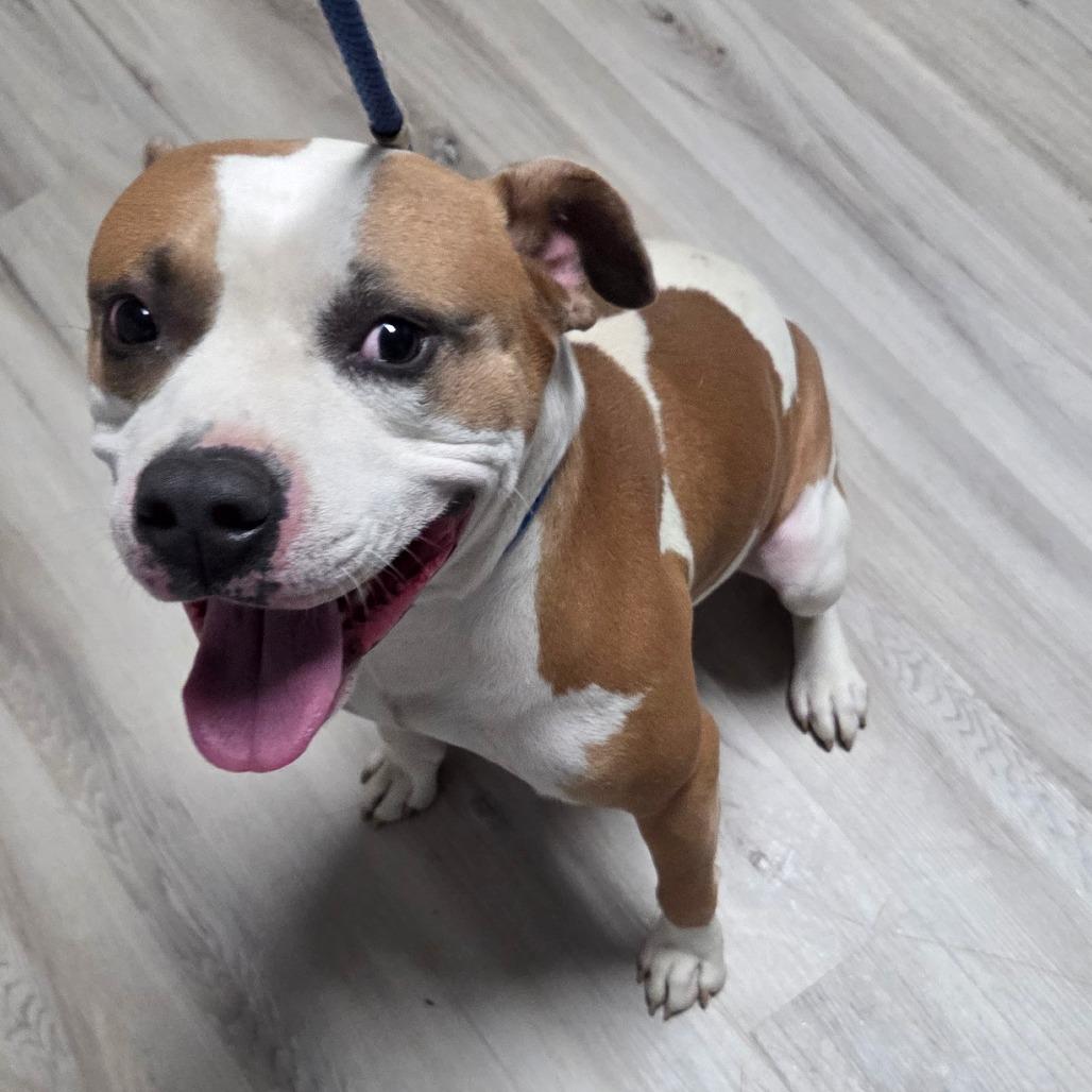 Hamburger Helper, Adoptable, Adult Male Terrier.