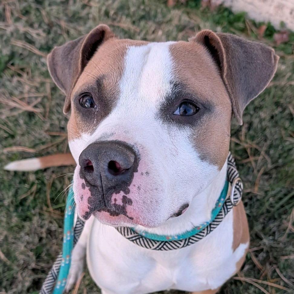 Enlarge Hamburger Helper, a Adoptable Terrier in St. Louis, MO image 2/5