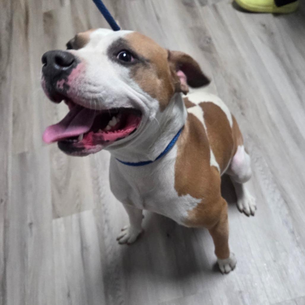 Enlarge Hamburger Helper, a Adoptable Terrier in St. Louis, MO image 3/5