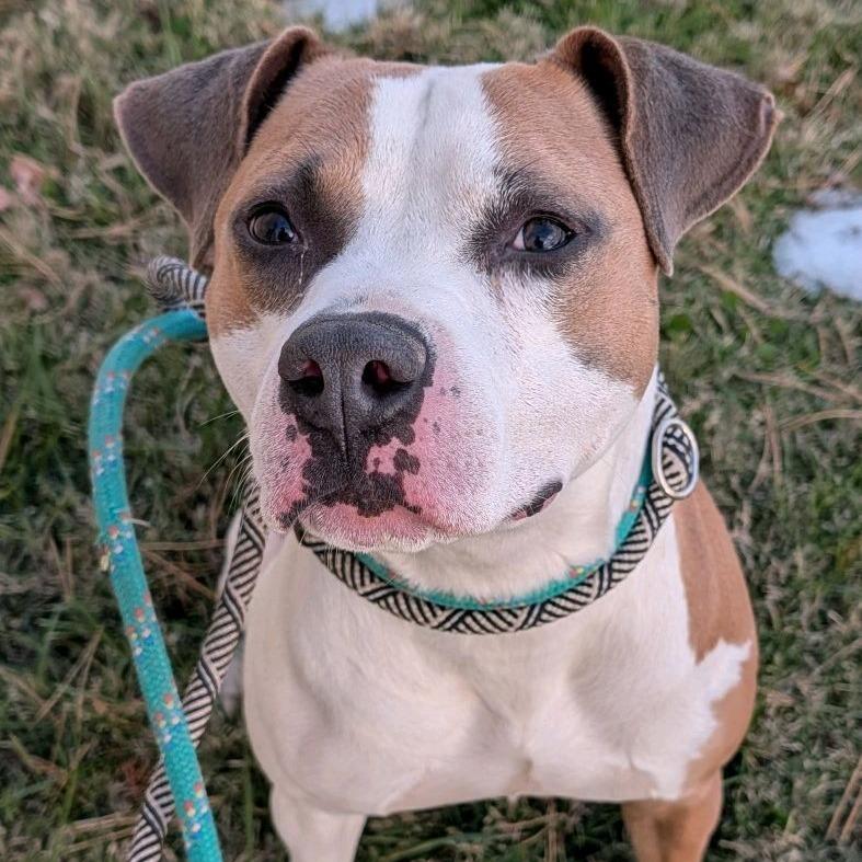 Enlarge Hamburger Helper, a Adoptable Terrier in St. Louis, MO image 4/5