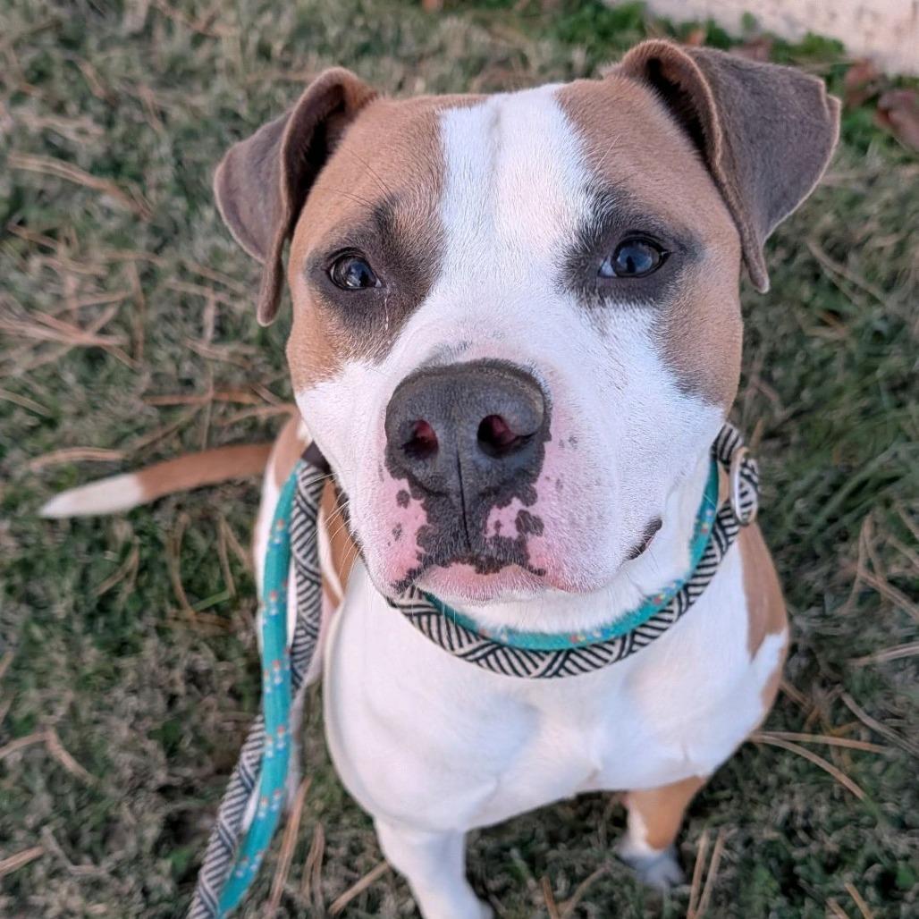 Enlarge Hamburger Helper, a Adoptable Terrier in St. Louis, MO image 5/5