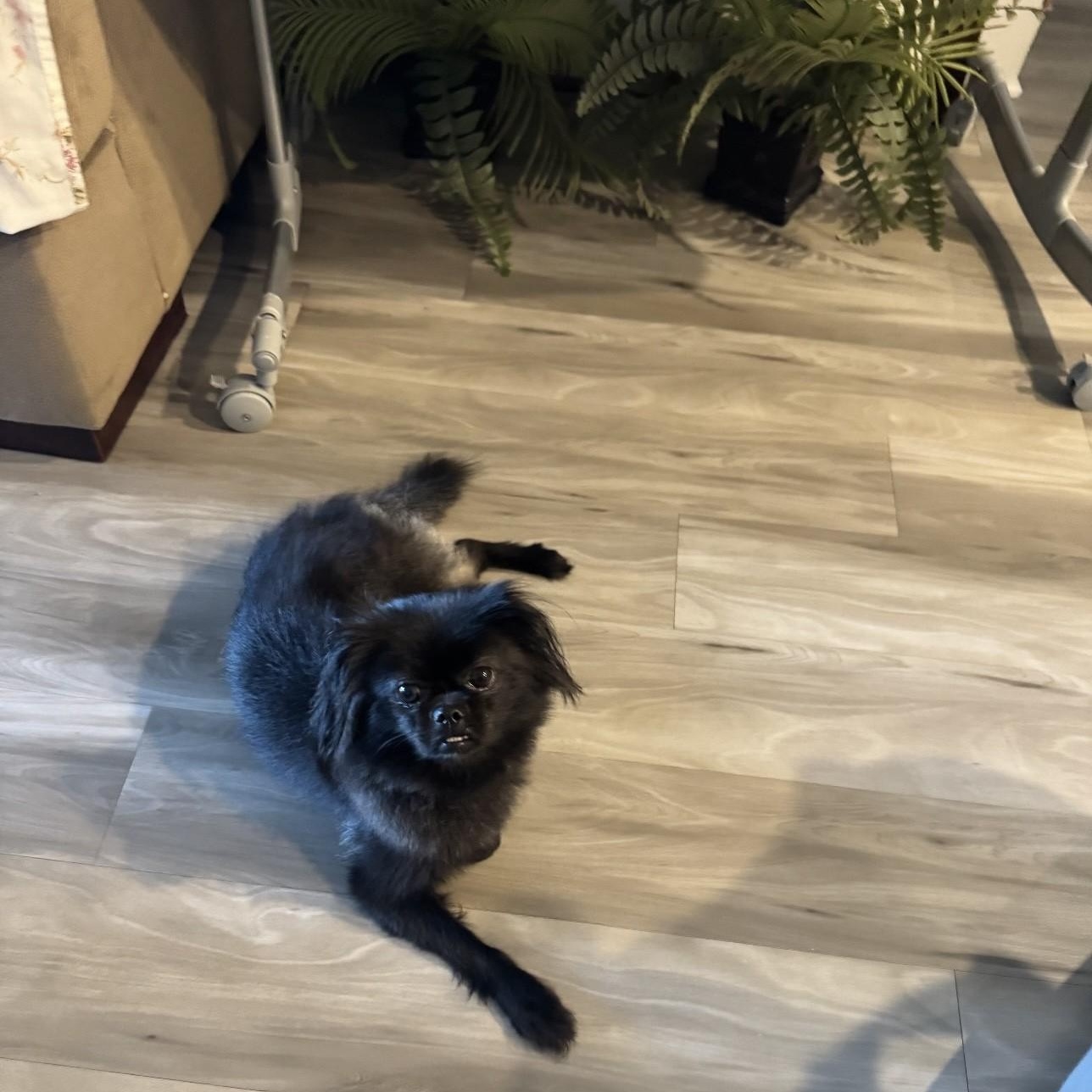 Cola, an adoptable mixed breed in Orlando, FL image 1/6