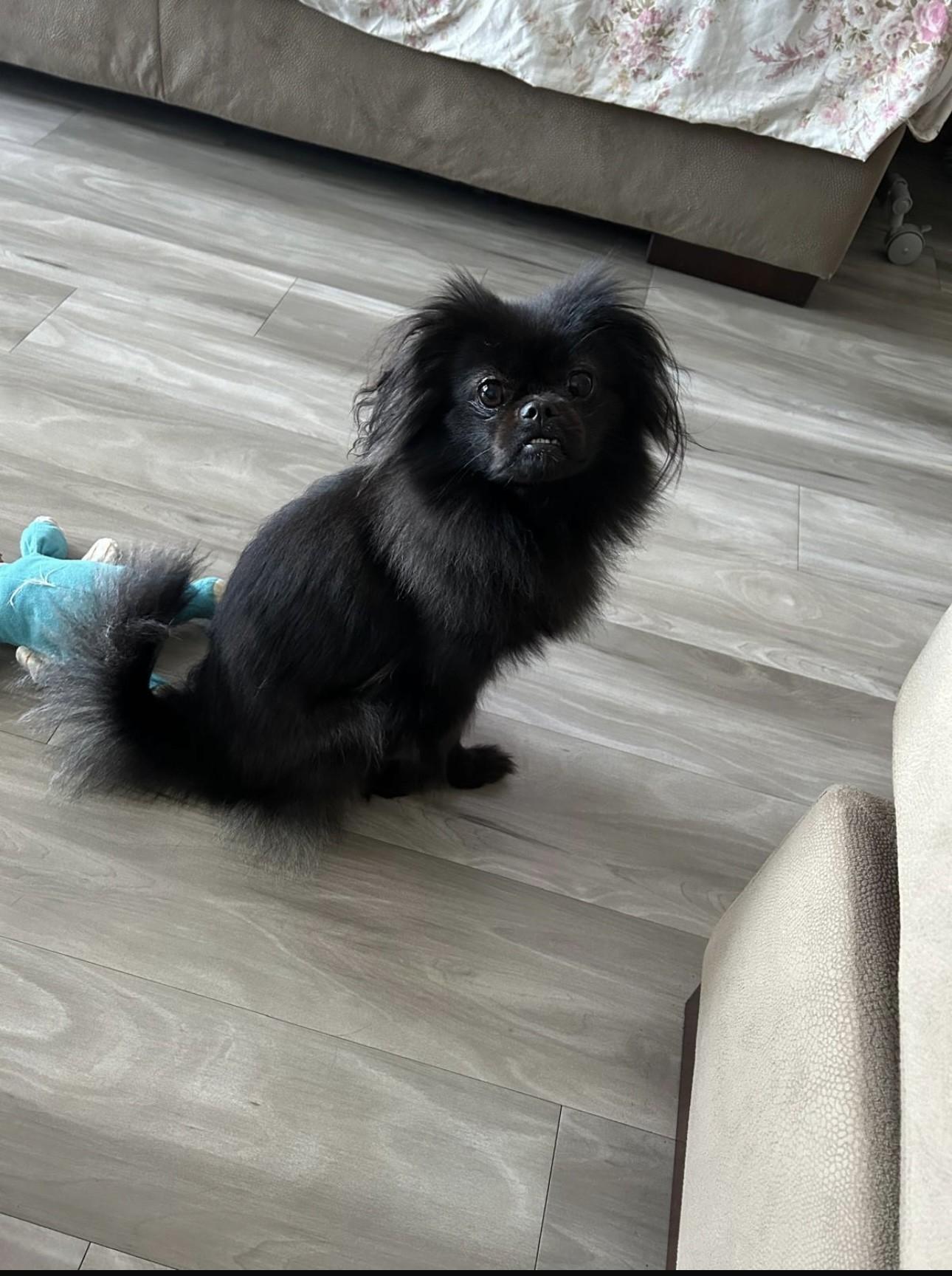 Cola, an adoptable mixed breed in Orlando, FL image 2/6