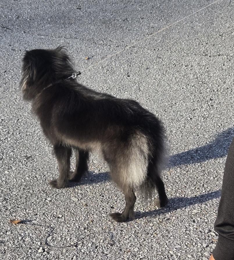 Cola, an adoptable mixed breed in Orlando, FL image 3/6