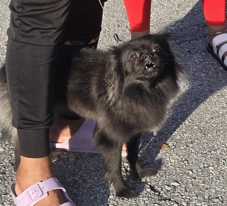 Cola, an adoptable mixed breed in Orlando, FL image 4/6